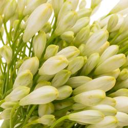 Agapanthus weiss Grace 80cm