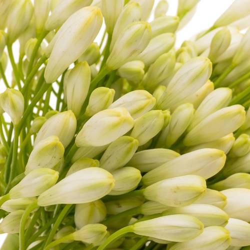 Agapanthus weiss Grace 80cm