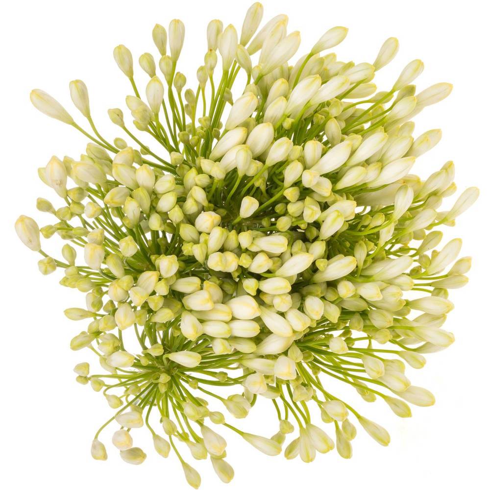 Agapanthus weiss Grace 80cm