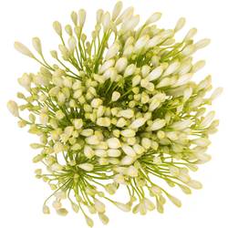 Agapanthus weiss Grace 80cm