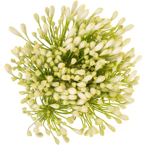 Agapanthus weiss Grace 80cm