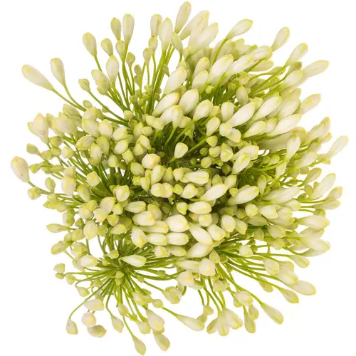 Agapanthus weiss Grace 80cm