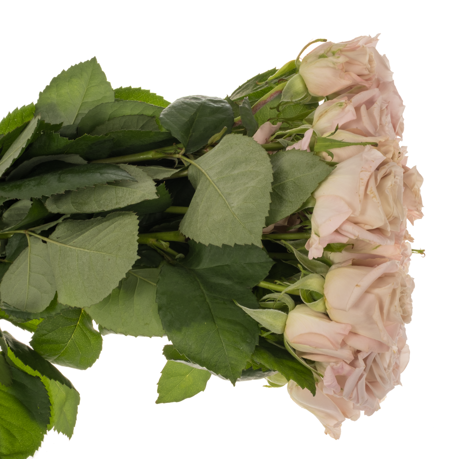 Rose verzweigt hell rosa Menta 5+Blüte 70cm