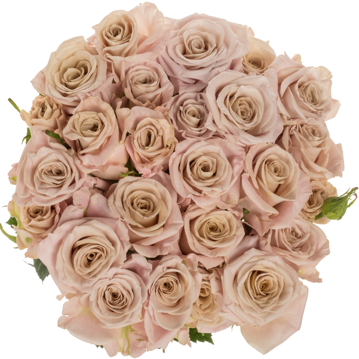 Rose verzweigt hell rosa Menta 5+Blüte 70cm