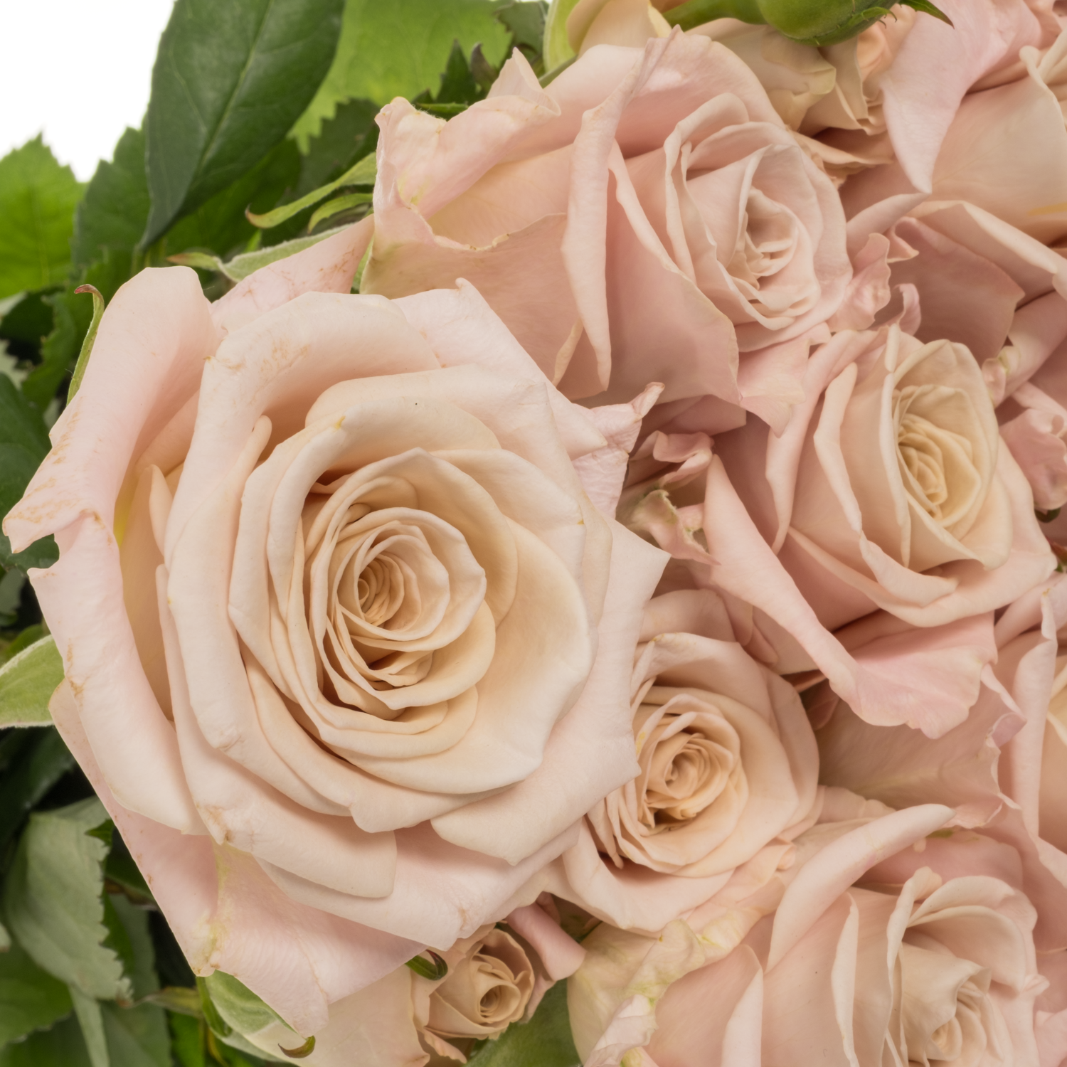 Rose verzweigt hell rosa Menta 5+Blüte 70cm