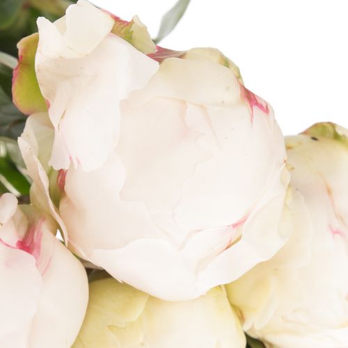 Pfingstrose creme gefüllt Bowl Frankreich 40