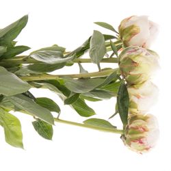 Pfingstrose creme gefüllt Bowl Frankreich 40