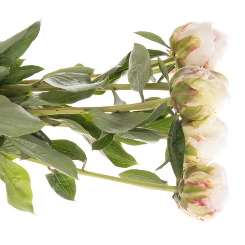 Pfingstrose creme gefüllt Bowl Frankreich 40