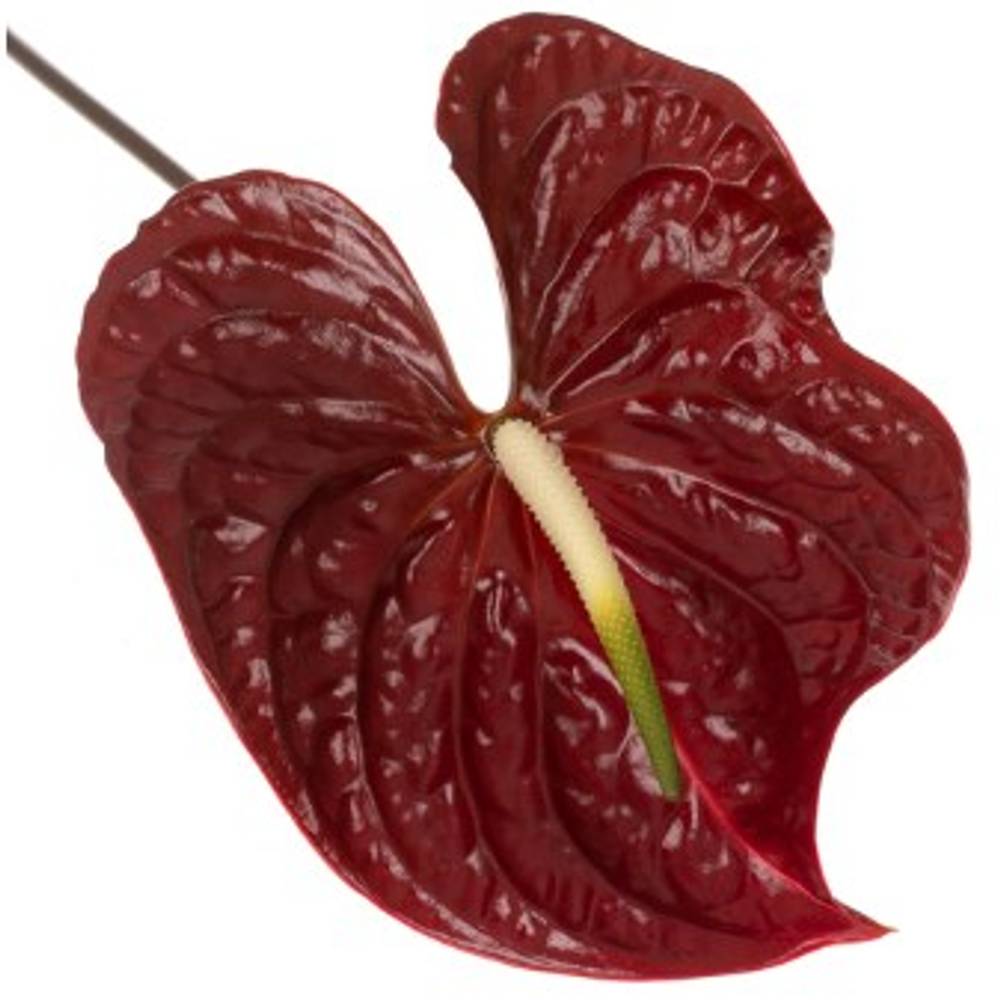 Anthurium rot Tropic Night Blüte 13cm X12