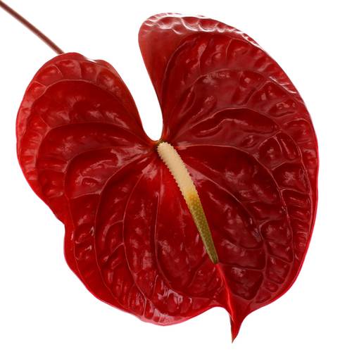 Anthurium rot Tropic Night Blüte 13cm X12