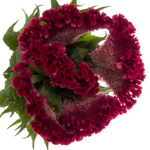 Hahnenkamm fuchsia King 70 cm