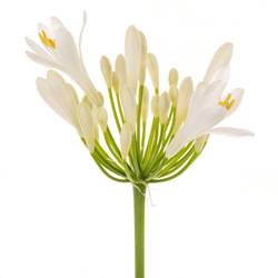 Agapanthus weiss Eyfori White 70cm