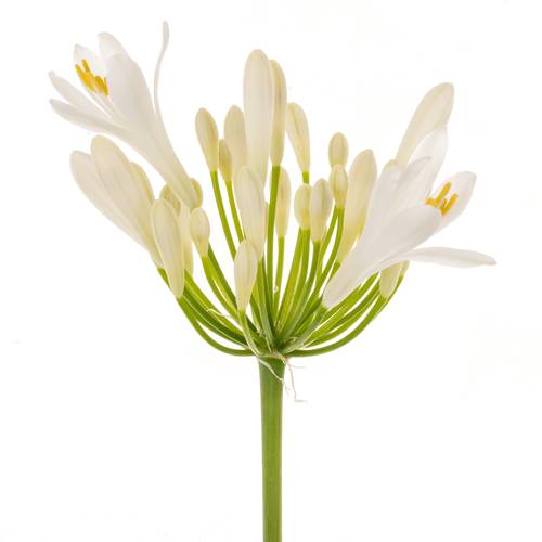 Agapanthus weiss Eyfori White 70cm