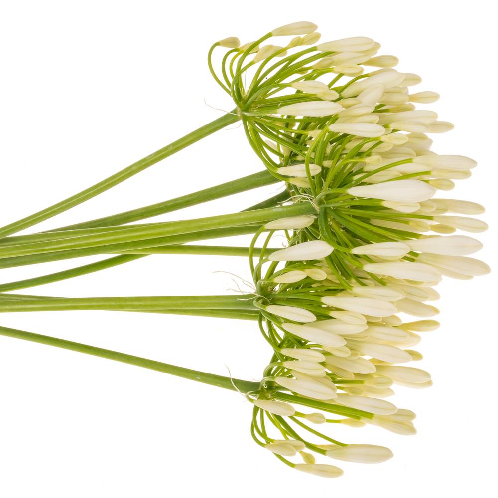 Agapanthus weiss Eyfori White 70cm