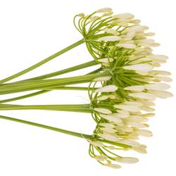 Agapanthus weiss Eyfori White 70cm