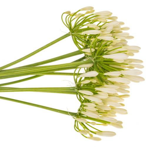 Agapanthus weiss Eyfori White 70cm
