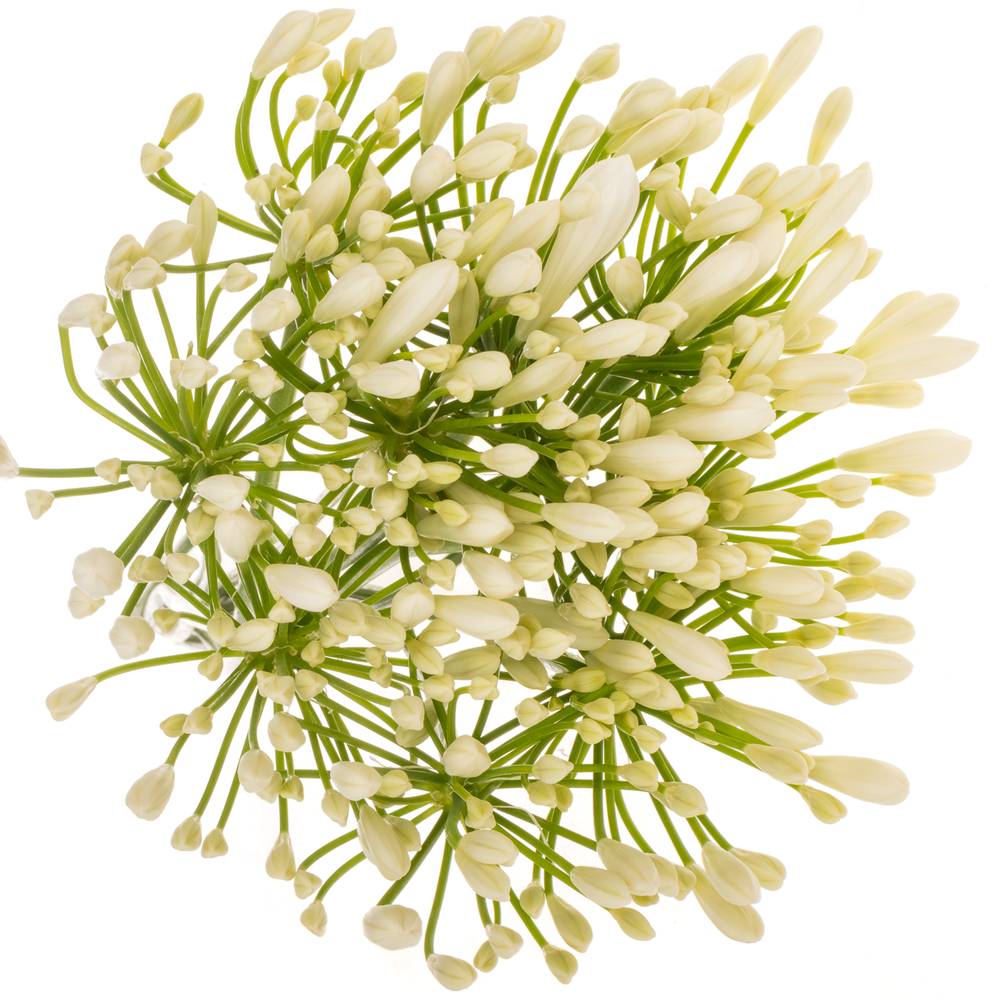 Agapanthus weiss Eyfori White 70cm