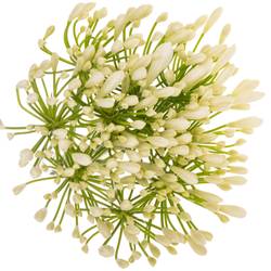 Agapanthus weiss Eyfori White 70cm
