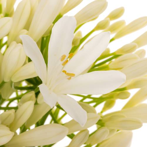 Agapanthus weiss Eyfori White 70cm
