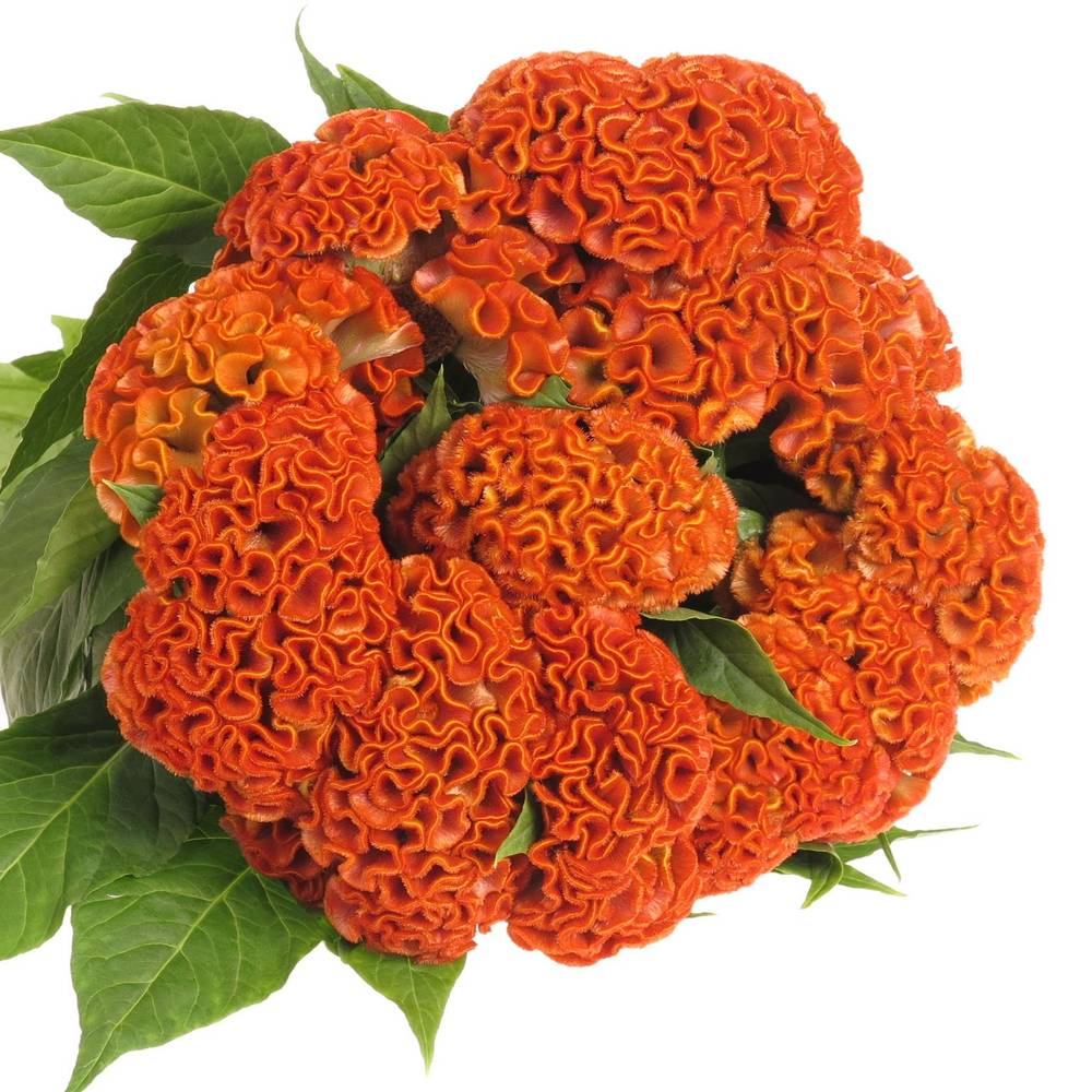 Hahnenkamm orange Zara 70cm