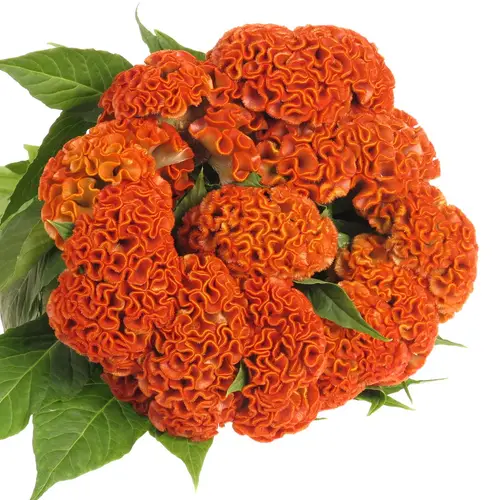 Hahnenkamm orange Zara 70cm