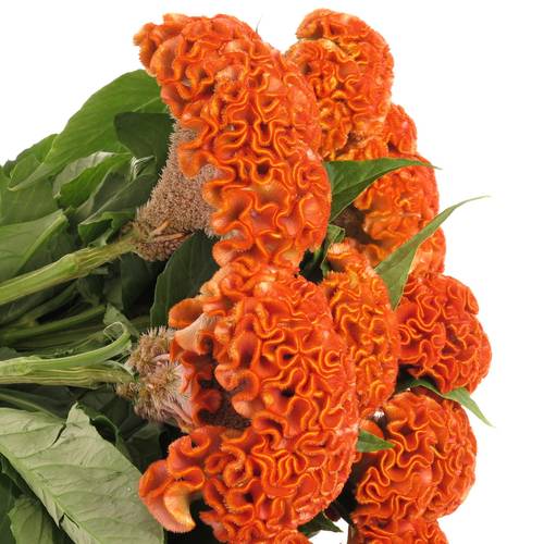 Hahnenkamm orange Zara 70cm