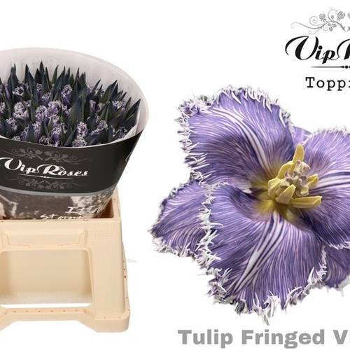 Tulpe Lila gefärbt Frindged violet 32 Gramm