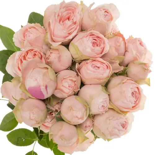 Rose verzweigt hell rosa Silva Sweet 6+Blüte 70cm