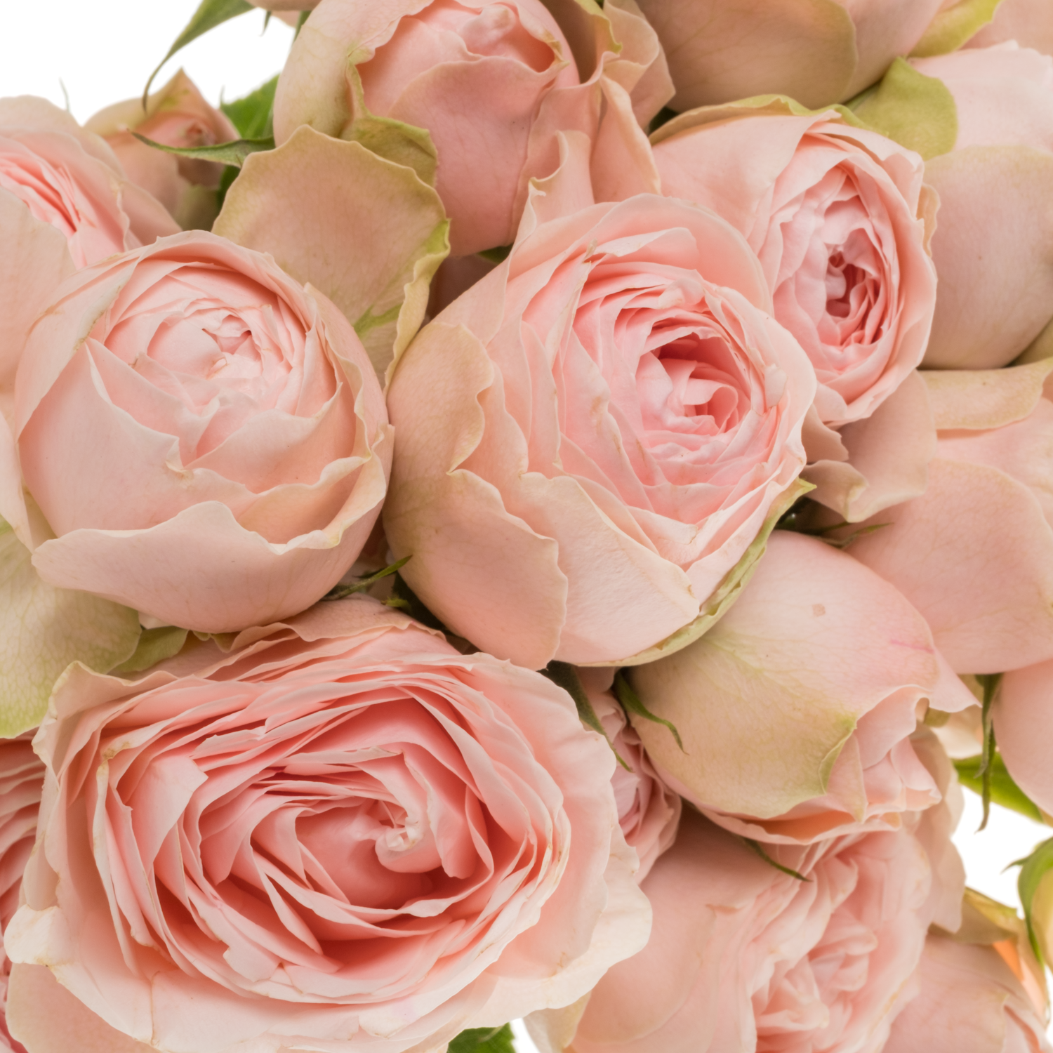Rose verzweigt hell rosa Silva Sweet 6+Blüte 70cm