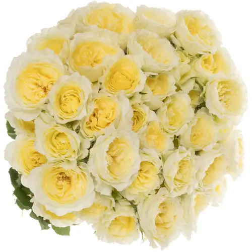 Rose verzweigt hell gelb Princess Hoshi 50cm
