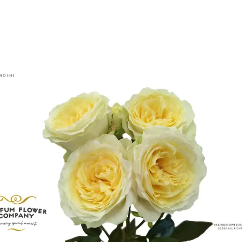 Rose verzweigt hell gelb Princess Hoshi 50cm