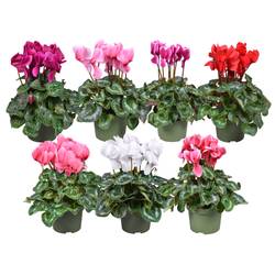 Cycl.mix F1 25cm T13 H35