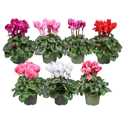 Cycl.mix F1 25cm T13 H35
