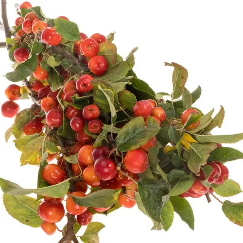 Zierapfel rot Sentinel 60cm