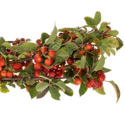 Zierapfel rot Sentinel 60cm