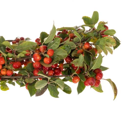 Zierapfel rot Sentinel 60cm