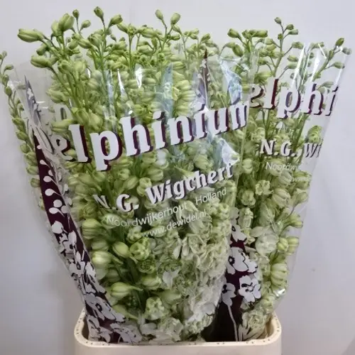 Delphinium weiss doppel Anastacia extra 80cm