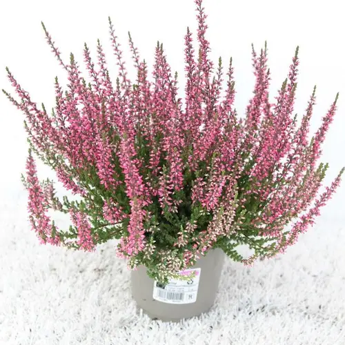 Calluna Garden Girls rot T12 H025