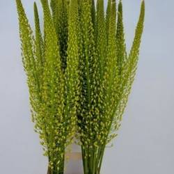 Eremurus gelb Shelford  Sun 90cm