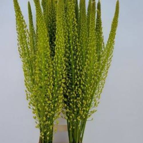 Eremurus gelb Shelford  Sun 90cm