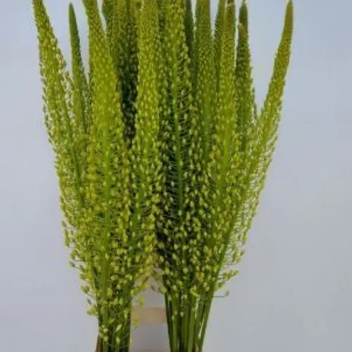 Eremurus gelb Shelford  Sun 90cm