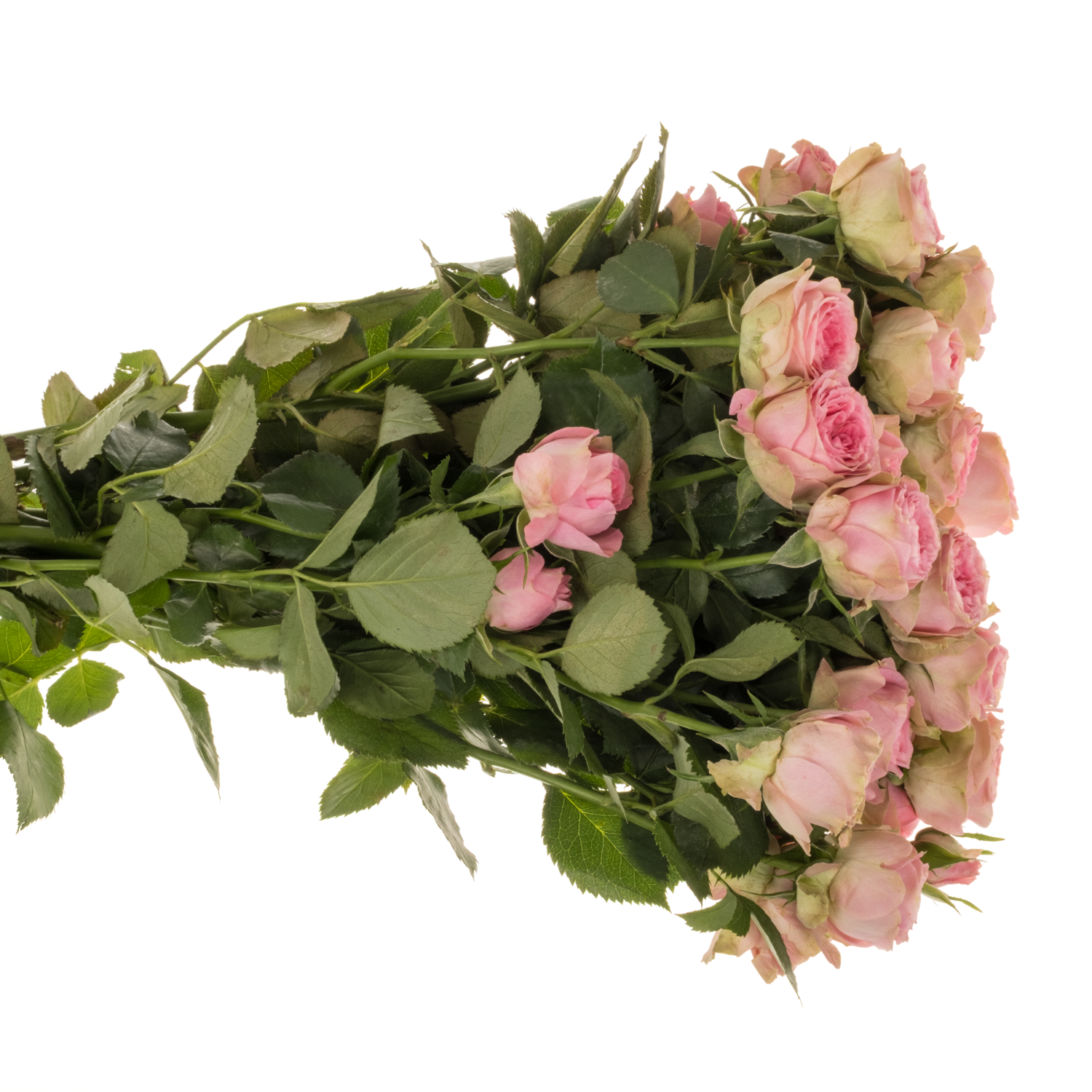Rose verzweigt dunkel rosa Elisana 5+Blüte 50cm