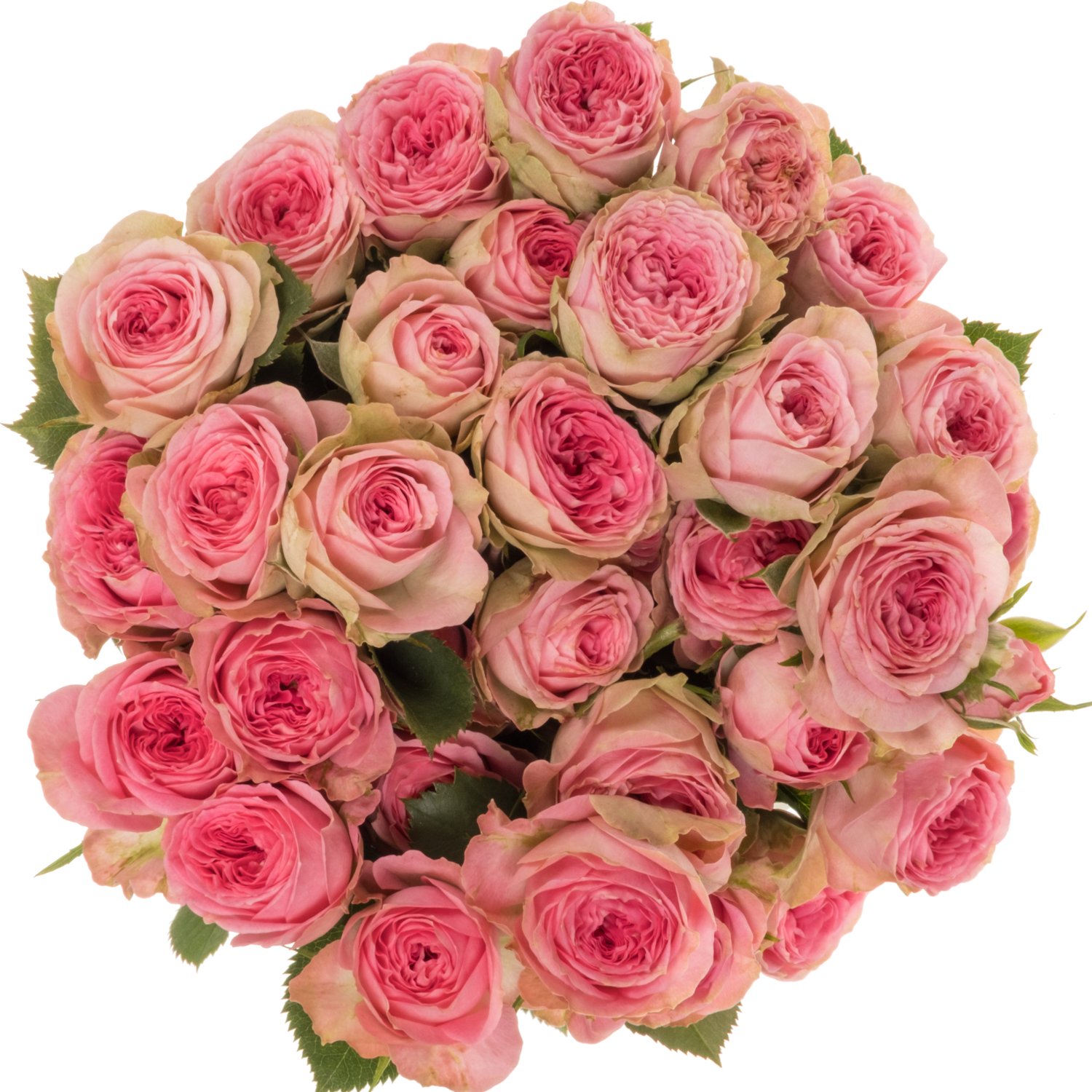 Rose verzweigt dunkel rosa Elisana 5+Blüte 50cm
