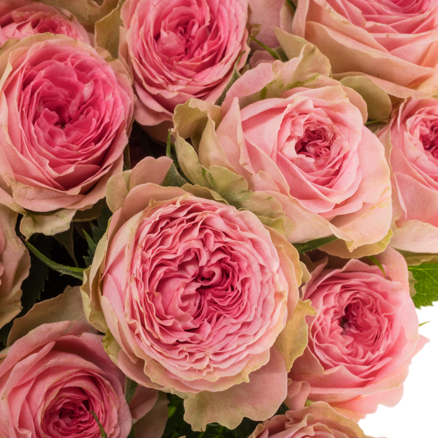 Rose verzweigt dunkel rosa Elisana 5+Blüte 50cm