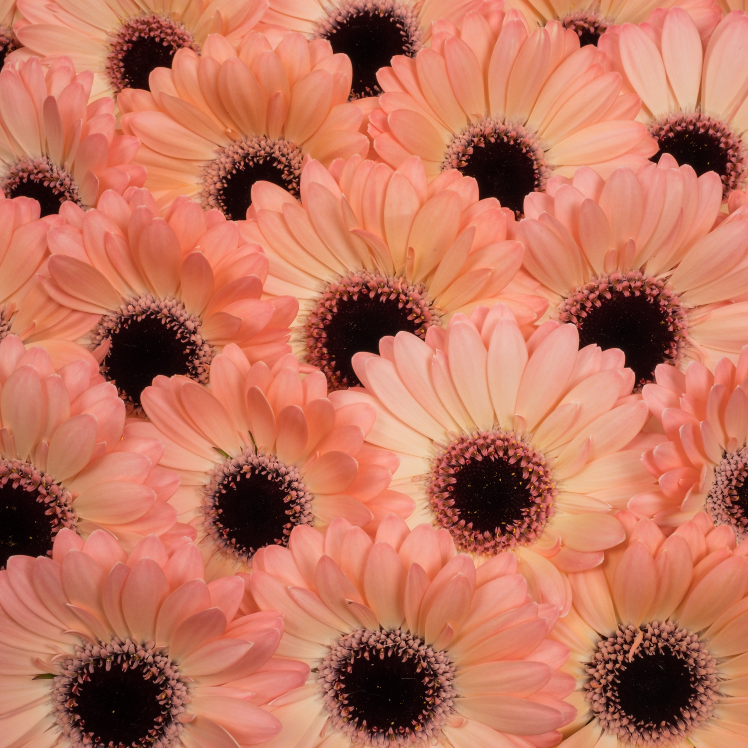 Germini apricot/hell rosa Jedi
