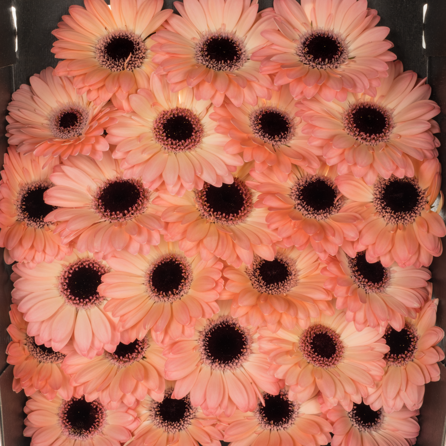 Germini apricot/hell rosa Jedi