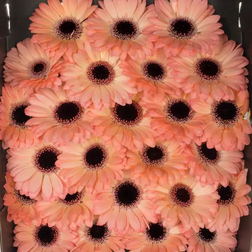 Germini apricot/hell rosa Jedi