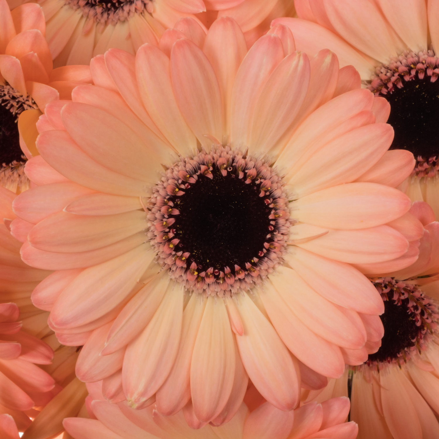 Germini apricot/hell rosa Jedi