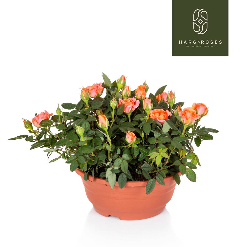 Rosa Schale lachs T21 H030