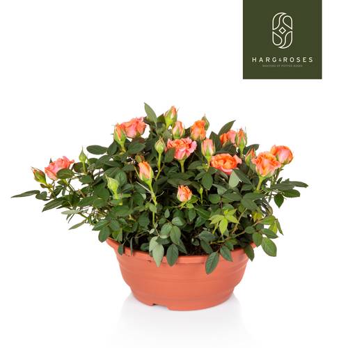 Rosa Schale lachs T21 H030